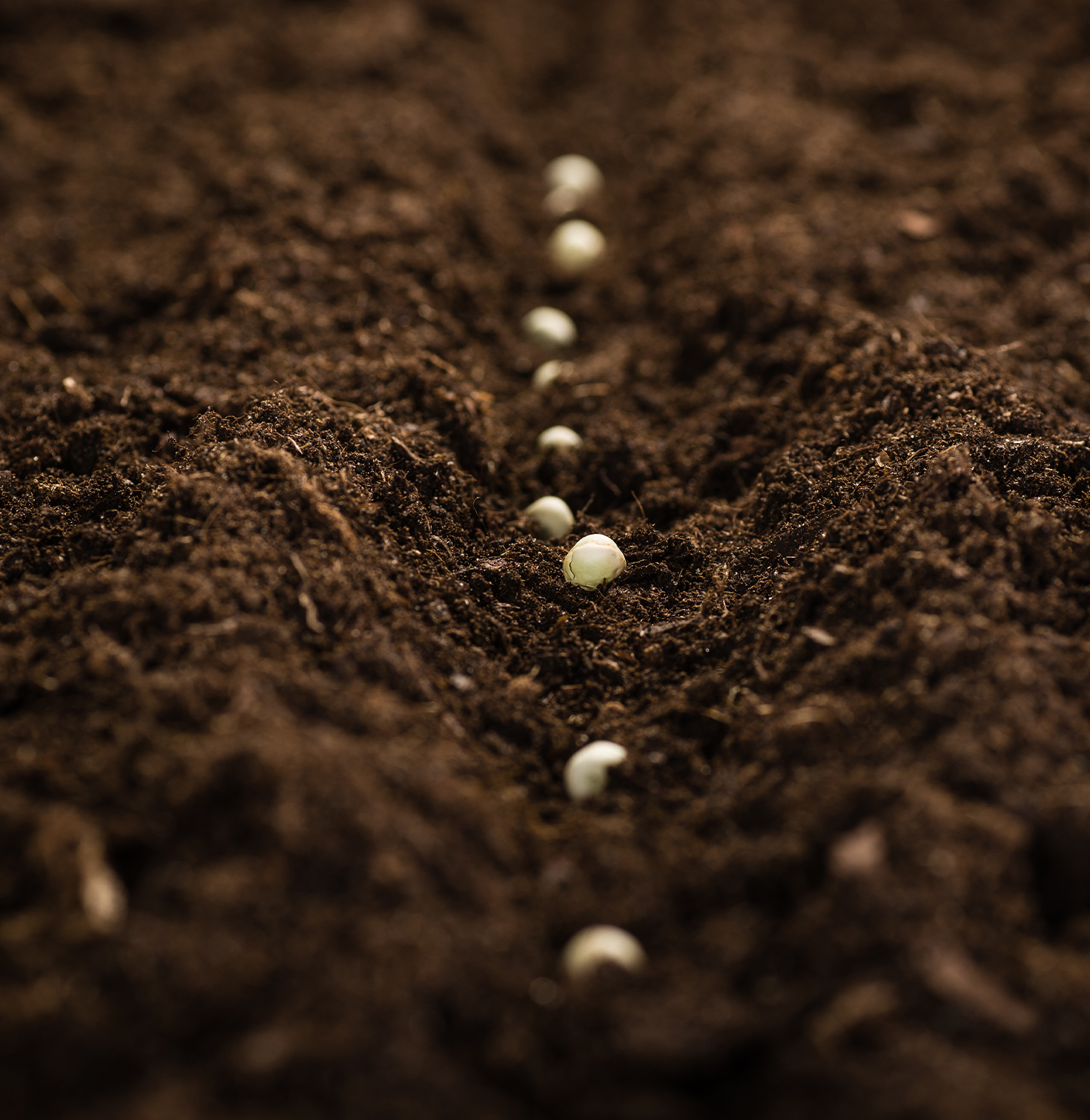 Picture of seeds in ground